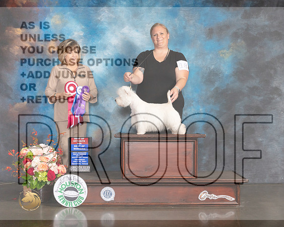 West Highland White Terrier #18 Thurs BOW BOS Judge Janet Parcel-MMJ_0588-HOUSTON21-HR3