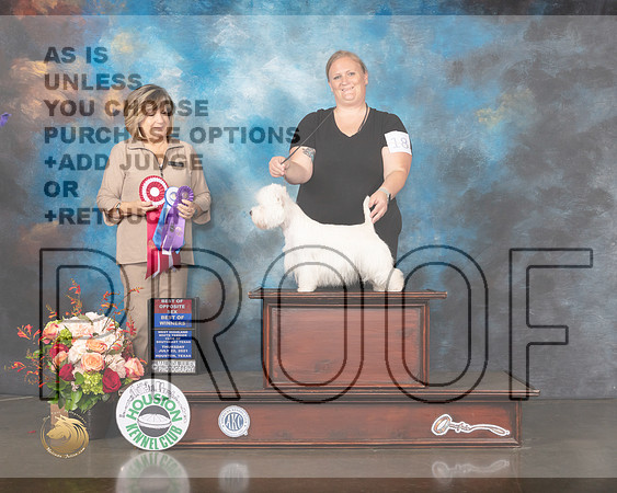 West Highland White Terrier #18 Thurs BOW BOS Judge Janet Parcel-MMJ_0591-HOUSTON21-HR3