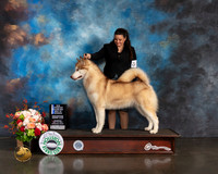 Alaskan Malamute #18 Thurs WB BOW NCH Major Judge Joseph Gregory