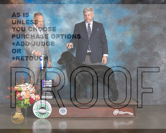 Flat Coat Retriever #11 Thurs  BOW NCH Judge David Haddock-MMJ_0621-HOUSTON21-HR3