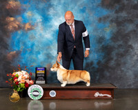 Pembroke Welsh Corgi #6 Thurs BOB Judge Steve Keating