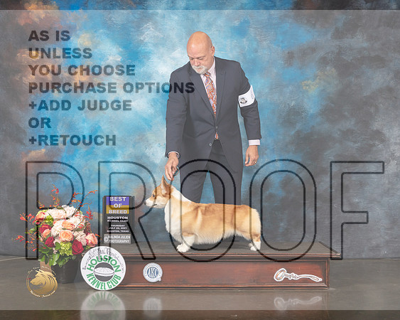 Pembroke Welsh Corgi #6 Thurs BOB Judge Steve Keating-MMJ_0640-HOUSTON21-HR3