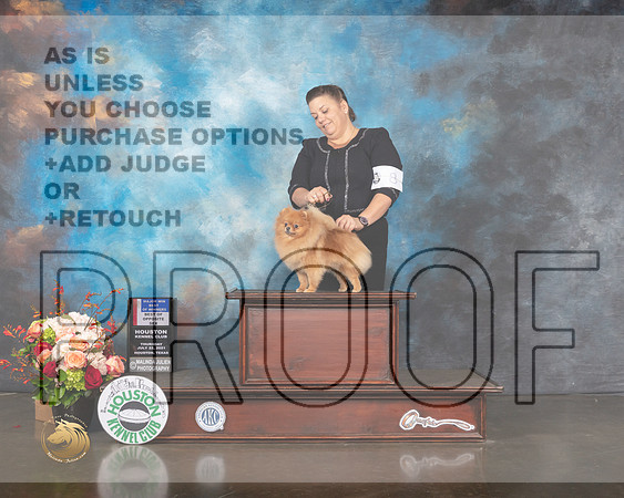 Pomeranian #8 Thurs BOW BOP Major Judge Raymond Filburn-MMJ_0653-HOUSTON21-HR3