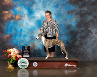 Whippet #19 Thurs WD BOW Major Judge Linda Scanlon
