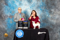 Chihuahua Smooth Coat #6 Sun OHG1 Judge BOB Judge Bradley Jenkins