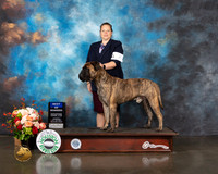 Bull Mastiff #7 Thurs BOW Judge Joseph Gregory
