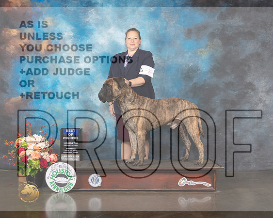 Bull Mastiff #7 Thurs BOW Judge Joseph Gregory-MMJ_0712-HOUSTON21-HR3