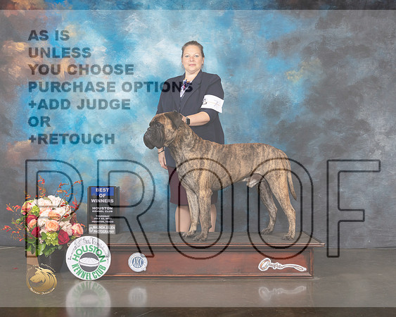 Bull Mastiff #7 Thurs BOW Judge Joseph Gregory-MMJ_0713-HOUSTON21-HR3