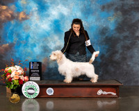 Petits Bassets Griffons Vendeens #9 Thurs BOW NCH Judge Linda Scanlon