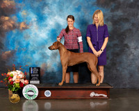 Rhodesian Ridgeback #38 Thurs BOW NCH Major Judge Linda Scanlon