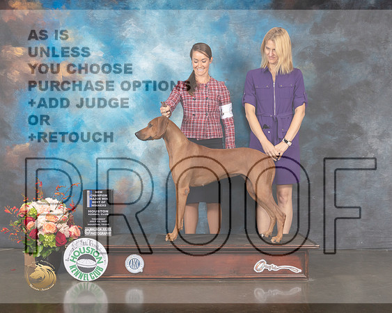 Rhodesian Ridgeback #38 Thurs BOW NCH Major Judge Linda Scanlon-MMJ_0672-HOUSTON21-HR3