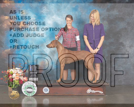 Rhodesian Ridgeback #38 Thurs BOW NCH Major Judge Linda Scanlon-MMJ_0673-HOUSTON21-HR3