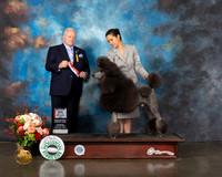 Standard Poodle #11 Thurs BOS Major Judge Dennis Mccoy
