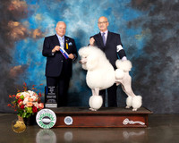 Standard Poodle #7 Thurs WD BOW Major Judge Dennis Mccoy