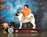 Akita #7 Thurs WD BOW Major Judge Joseph Gregory R