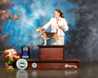 Beagle 15 #10 Wed BOS BOB Judge Molly Martin