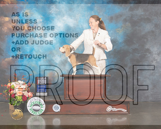 Beagle 15 #10 Wed BOS BOB Judge Molly Martin-MMJ_0805-HOUSTON21-HR3