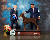 Doberman Pinscher #25 Thurs WD Judge Joseph Gregory