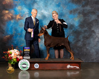 Doberman Pinscher #34 Thurs BOB Judge Joseph Gregory