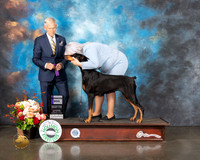 Doberman Pinscher #36 Thurs WB Judge Joseph Gregory