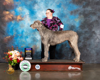 Irish Wolfhound #6 Thurs BOB Judge Linda Scanlon