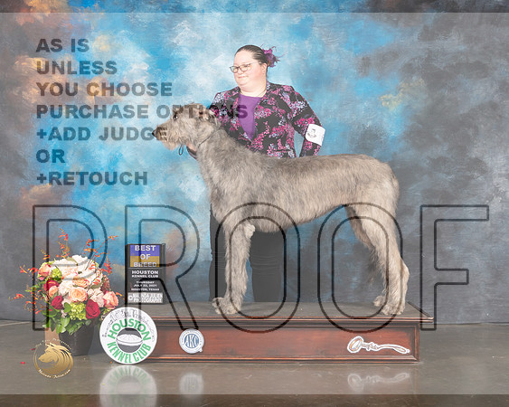 Irish Wolfhound #6 Thurs BOB Judge Linda Scanlon-MMJ_0784-HOUSTON21-HR3
