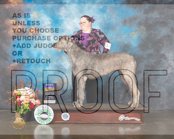 Irish Wolfhound #6 Thurs BOB Judge Linda Scanlon-MMJ_0785-HOUSTON21-HR3