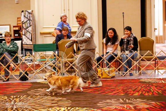 _JJ_9583-HstnCorgiFeb2015-HR3