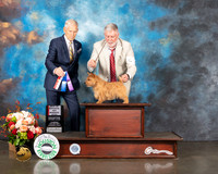 Norwich Terrier #10 Thurs WB BOS NCH Judge Joe Gregory