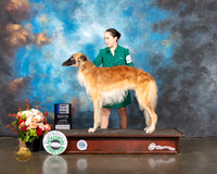 Borzoi #33 Thurs 12 18 Class Winner Judge Linda Scanlon