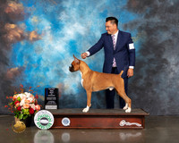Boxer #37 Thurs BOW Major Judge Steve Keating