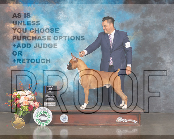 Boxer #37 Thurs BOW Major Judge Steve Keating-MMJ_0813-HOUSTON21-HR3