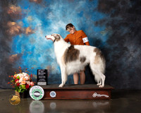 Borzoi #31 Thurs WD Major Judge Linda Scanlon