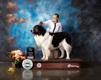 Pyrenean Mastiff #9 Thurs Open G3 Judge Molly Martin