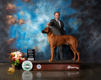 Rhodesian Ridgeback #9 Thurs WD Judge Linda Scanlon