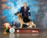 German Shepherd Dog #5 Thur WD Judge Linda Scanlon