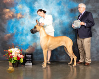 Great Dane #44 Thur G3 Judge Peggy Beisel McIllwaine
