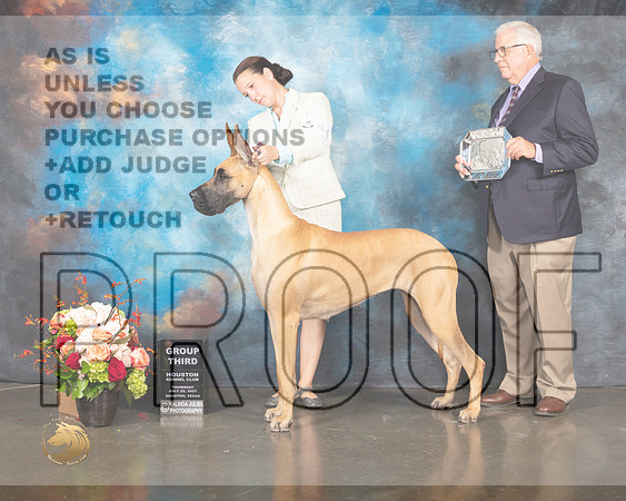 Great Dane #44 Thur G3 Judge Peggy Beisel McIllwaine-MMJ_1002-HOUSTON21-HR3
