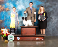 Papillon #15 Thur G3 Judge Evalyn Gregory