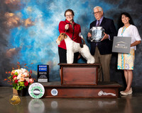 Wire Hair Fox Terrier #7 Thurs G1 Judge Randy Garren