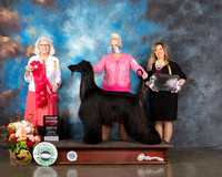 Afghan Hound #5 Thur G2 Judge Molly Martin