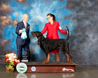 Bloodhound #7 Thur OHBIS Judge Joe Gregory