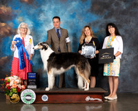 Borzoi #6 Thur G1 Judge Molly Martin