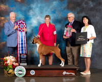 Boxer #38 Thur BIS Judge Dr Steve Keating