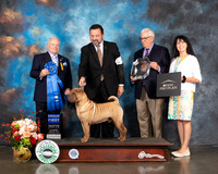 Chinese Shar Pei #5 Thur G1 Judge Dennis McCoy