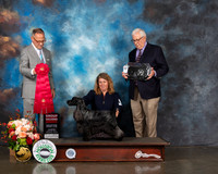 English Cocker Spaniel #22 Thur G2 Judge David Haddock