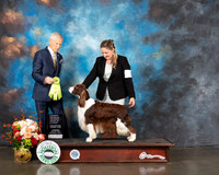English Springer Spaniel #15 Thur OHRBIS Judge Joe Gregory