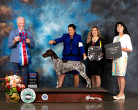 German Shorthaired Pointer #30 Thur RBIS Judge Dr Steve Keating