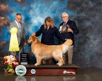Golden Retriever #57 Thur G3 Judge David Haddock