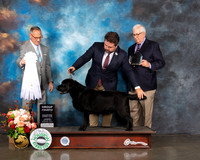 Labrador Retriever #17 Thur G4 Judge David Haddock